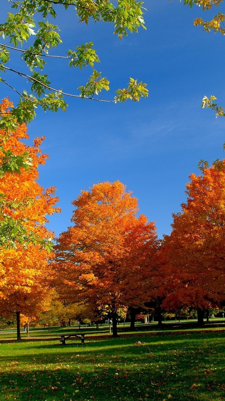 Orange and Yellow Leaf Trees on Green Grass Field Under Blue Sky During Daytime. Wallpaper in 720x1280 Resolution