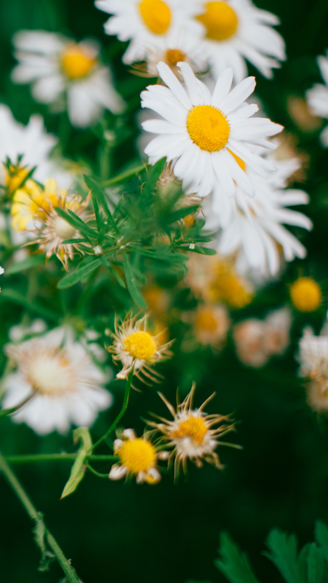 White and Yellow Daisy Flowers. Wallpaper in 1080x1920 Resolution