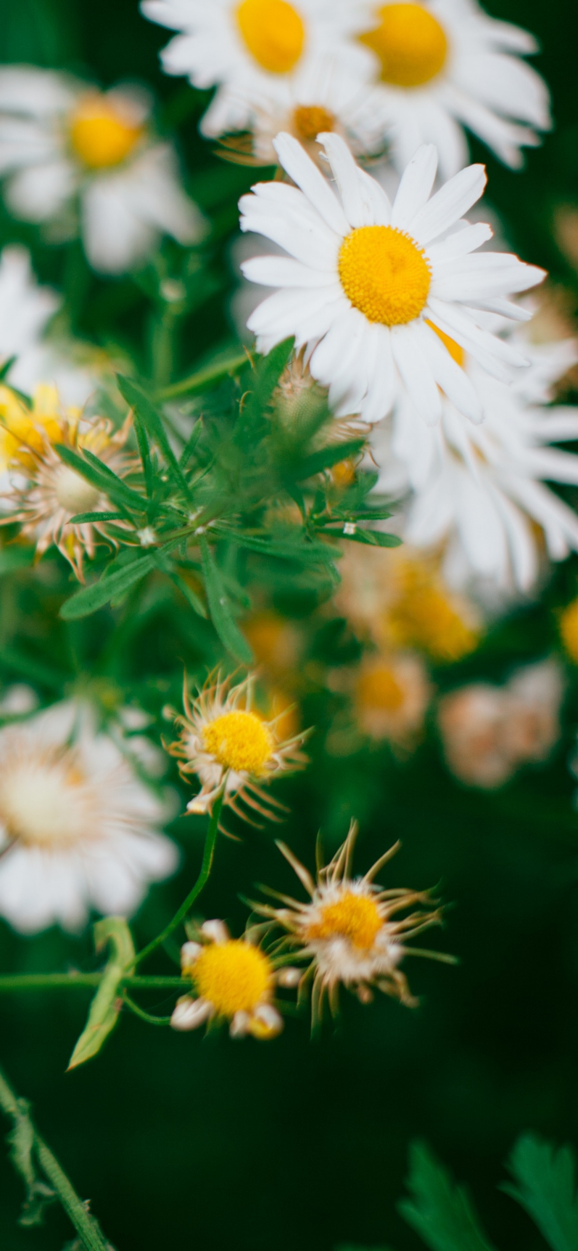 White and Yellow Daisy Flowers. Wallpaper in 1125x2436 Resolution