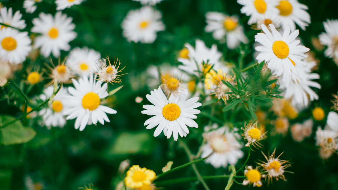 White and Yellow Daisy Flowers. Wallpaper in 1280x720 Resolution