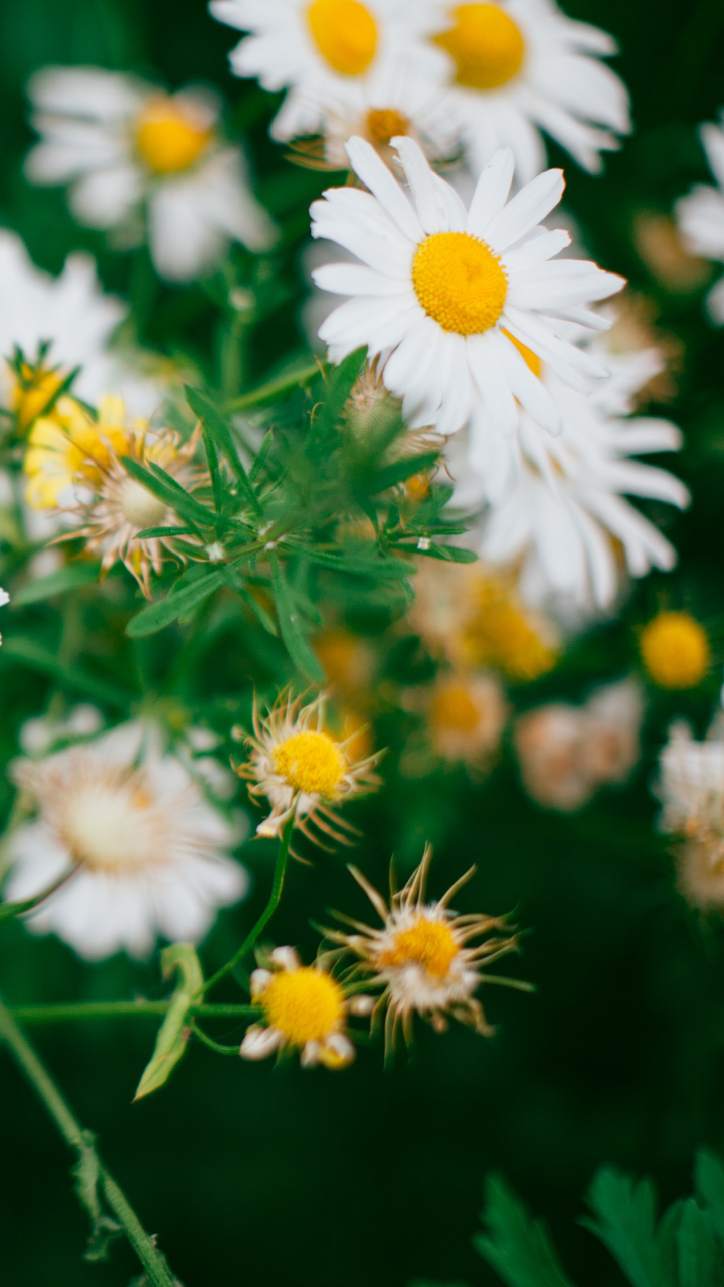 White and Yellow Daisy Flowers. Wallpaper in 1440x2560 Resolution