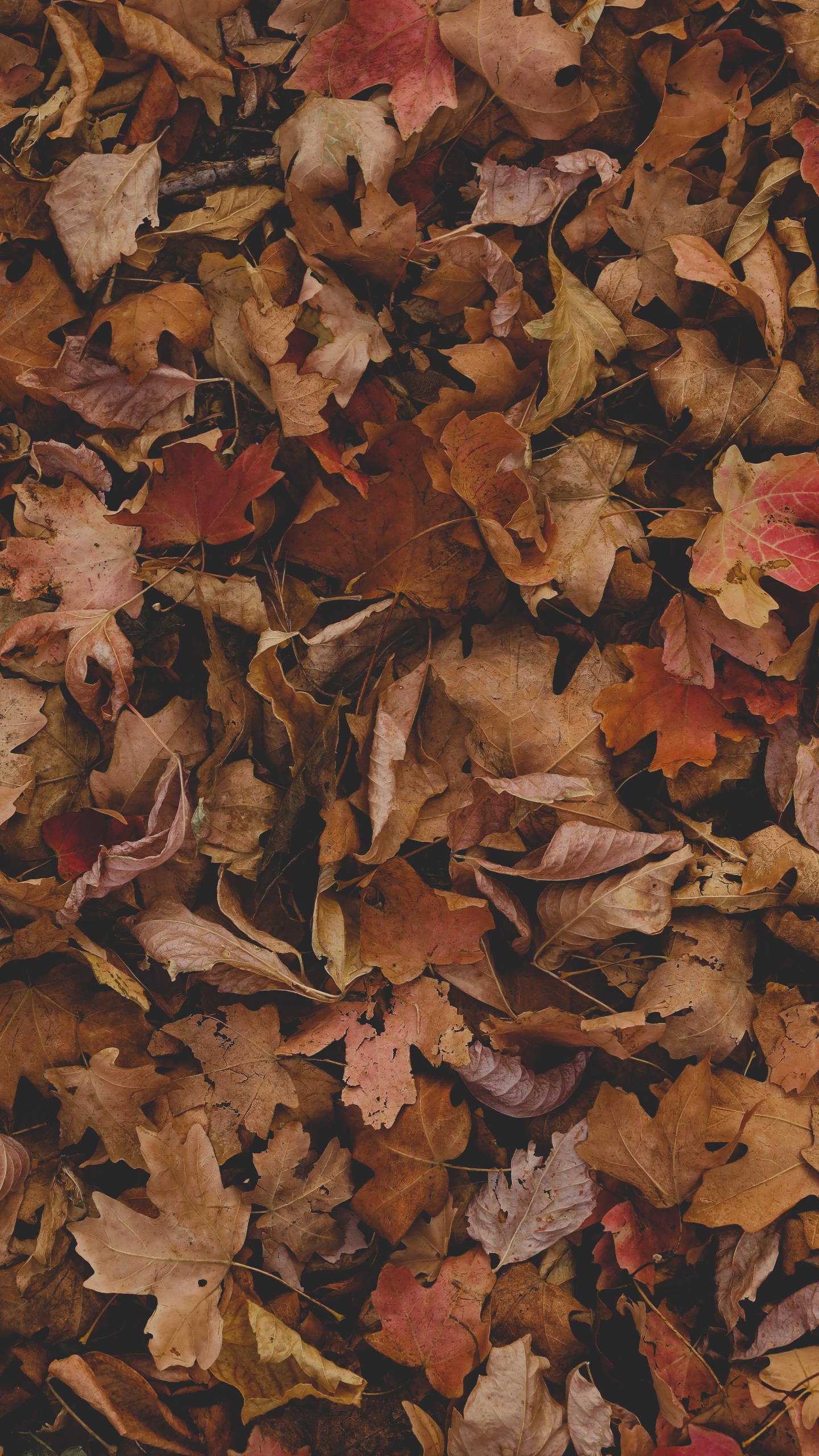 Feuille, Brown, Rameau, Feuilles Caduques, Couvre-sol. Wallpaper in 1440x2560 Resolution