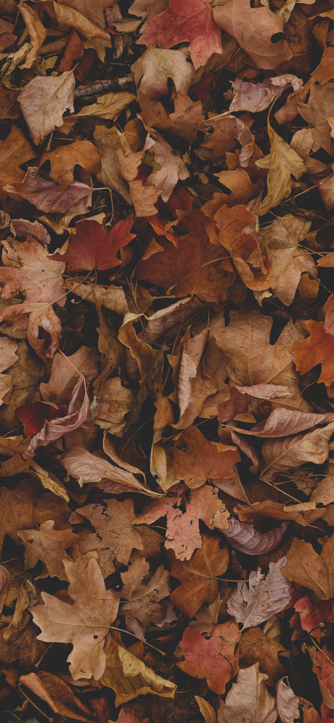 Leaf, Brown, Wood, Twig, Deciduous. Wallpaper in 1125x2436 Resolution