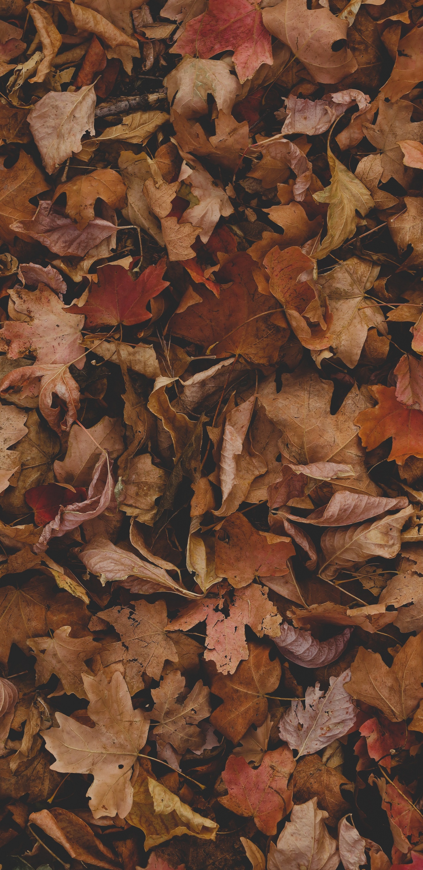 Leaf, Brown, Wood, Twig, Deciduous. Wallpaper in 1440x2960 Resolution