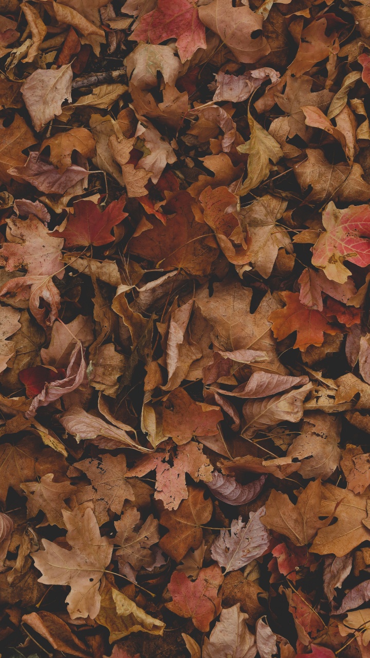 Leaf, Brown, Wood, Twig, Deciduous. Wallpaper in 720x1280 Resolution