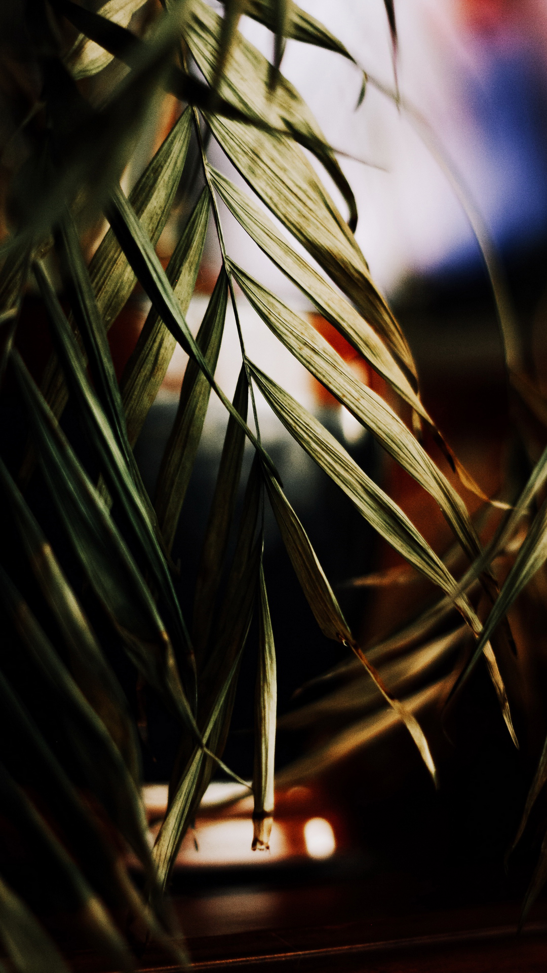 Flora, Espelhar, Leaf, Automotive Lighting, Plant. Wallpaper in 1080x1920 Resolution