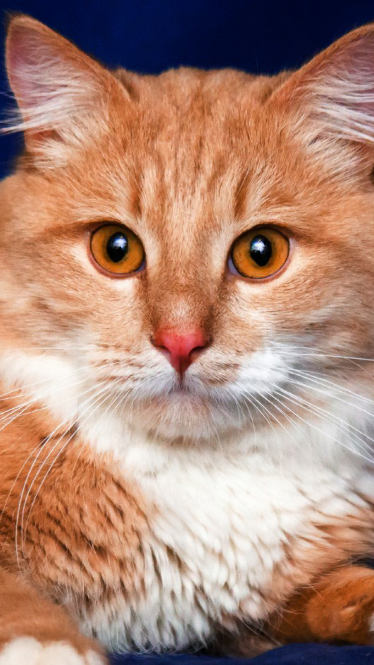 Gato Naranja y Blanco Sobre Textil Azul. Wallpaper in 750x1334 Resolution
