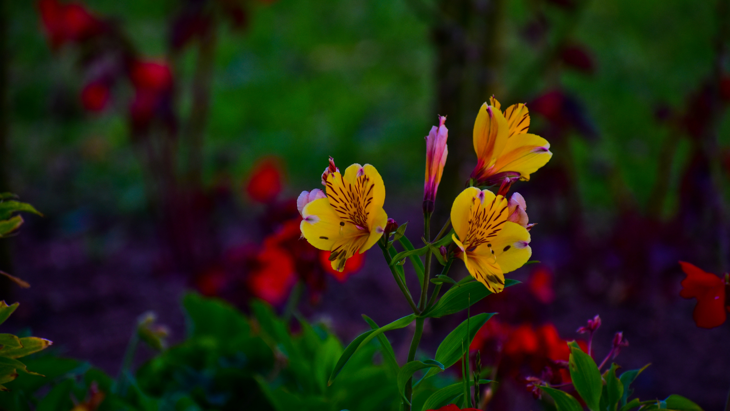 Jonquilles Jaunes en Fleurs Pendant la Journée. Wallpaper in 2560x1440 Resolution