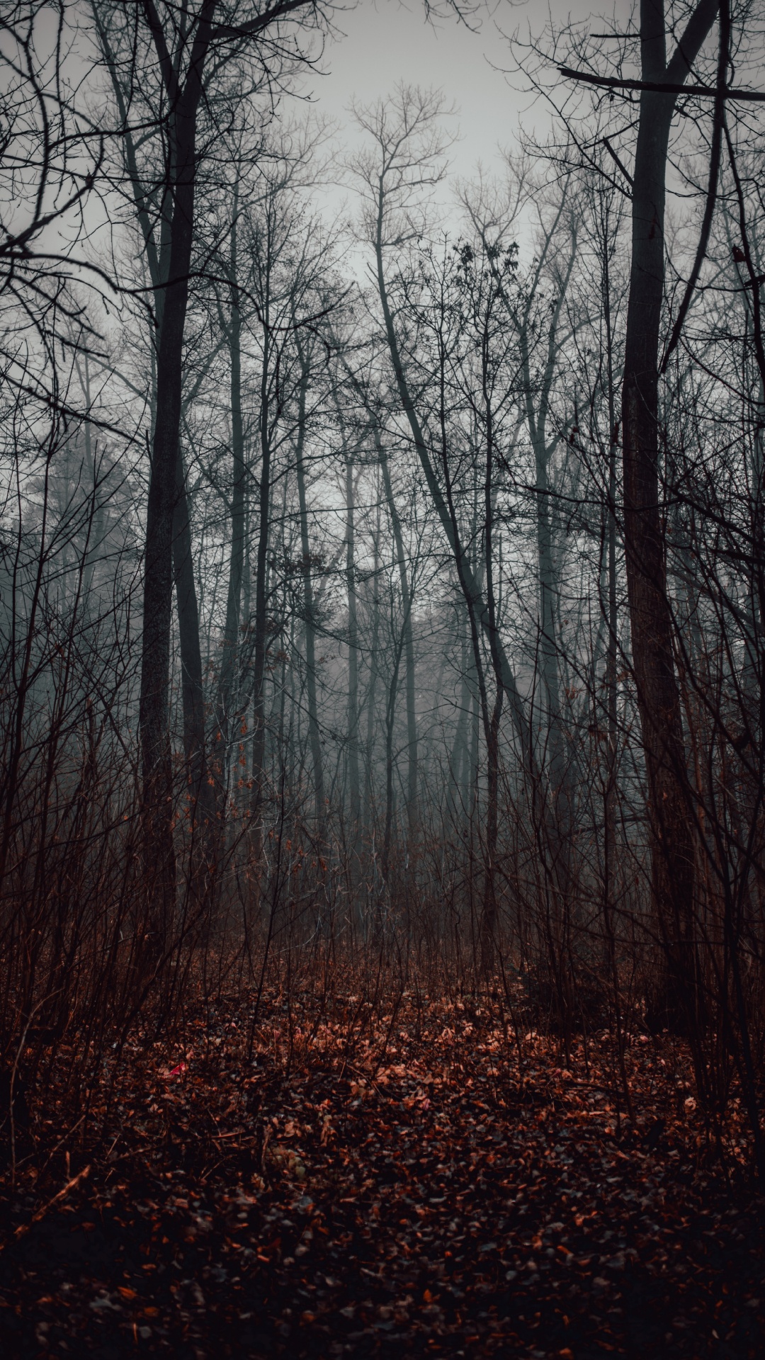 Bosque, Paisaje Natural, Naturaleza, Entorno Natural, Ambiente. Wallpaper in 1080x1920 Resolution