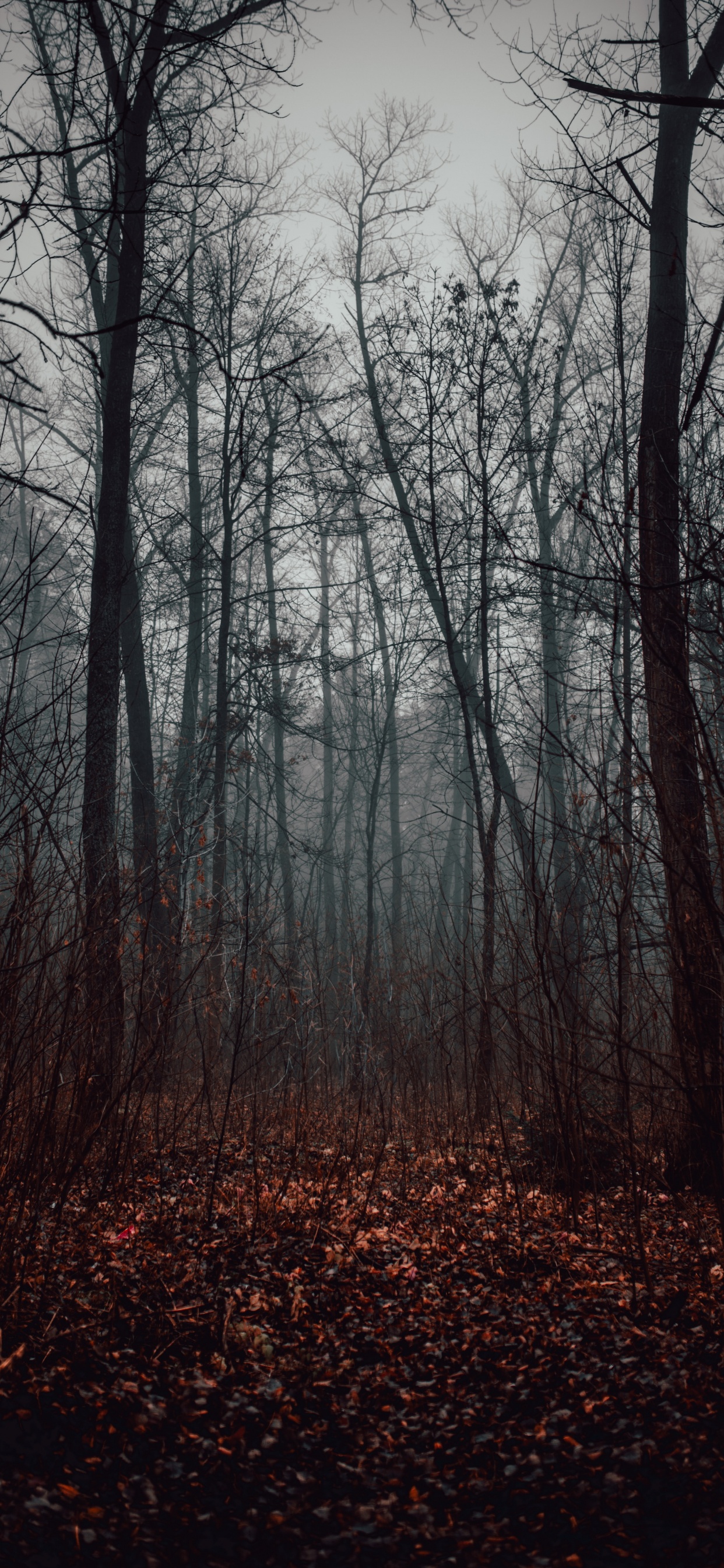 Forêt, Woodland, Paysage Naturel, Nature, Environnement Naturel. Wallpaper in 1242x2688 Resolution