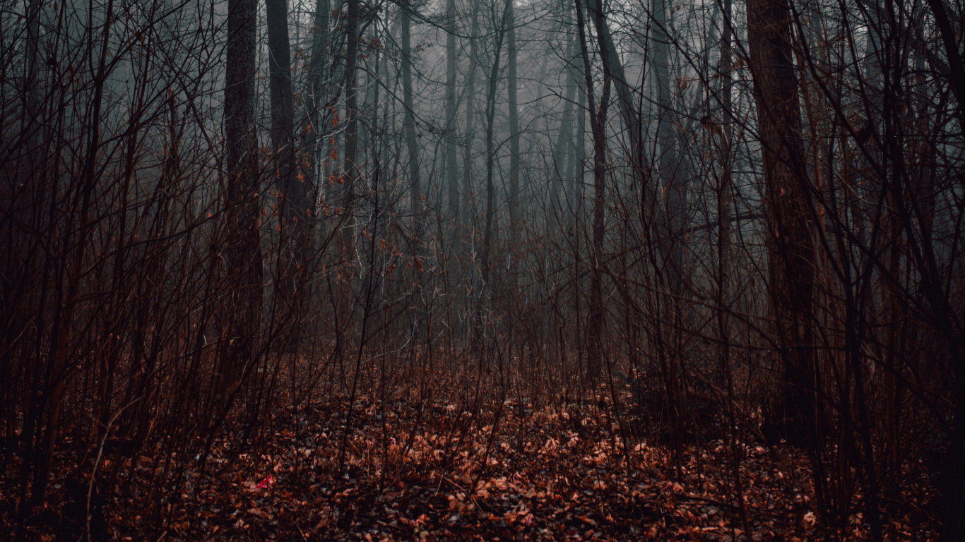 Wald, Baum, Naturlandschaft, Natur, Natürlichen Umgebung. Wallpaper in 1366x768 Resolution