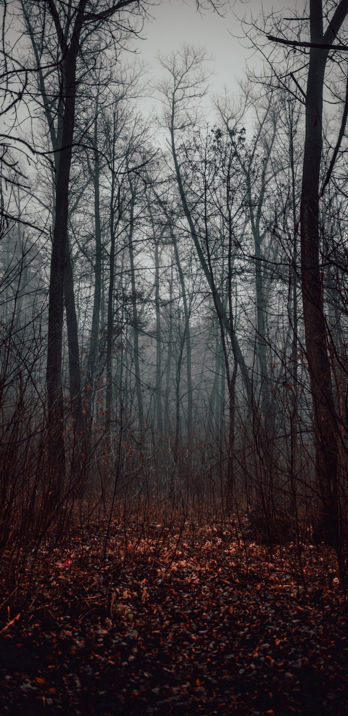 Wald, Baum, Naturlandschaft, Natur, Natürlichen Umgebung. Wallpaper in 1440x2960 Resolution