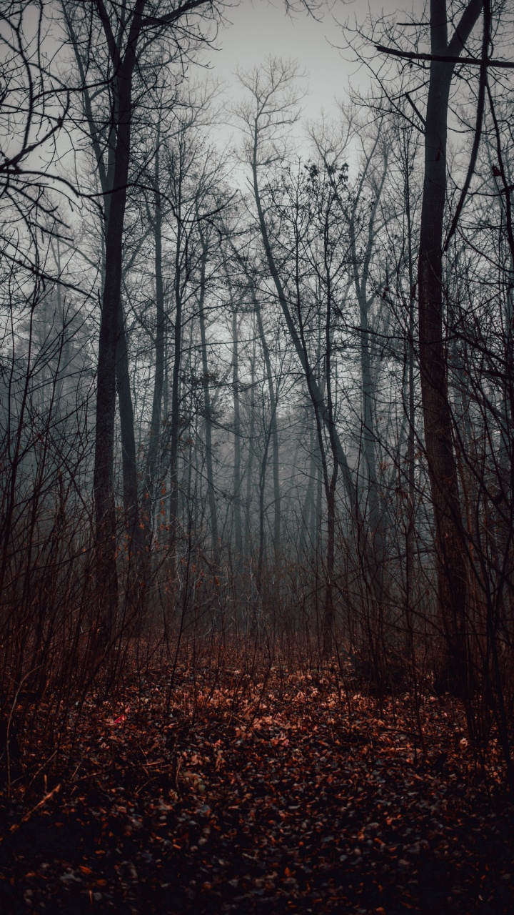 Wald, Baum, Naturlandschaft, Natur, Natürlichen Umgebung. Wallpaper in 720x1280 Resolution