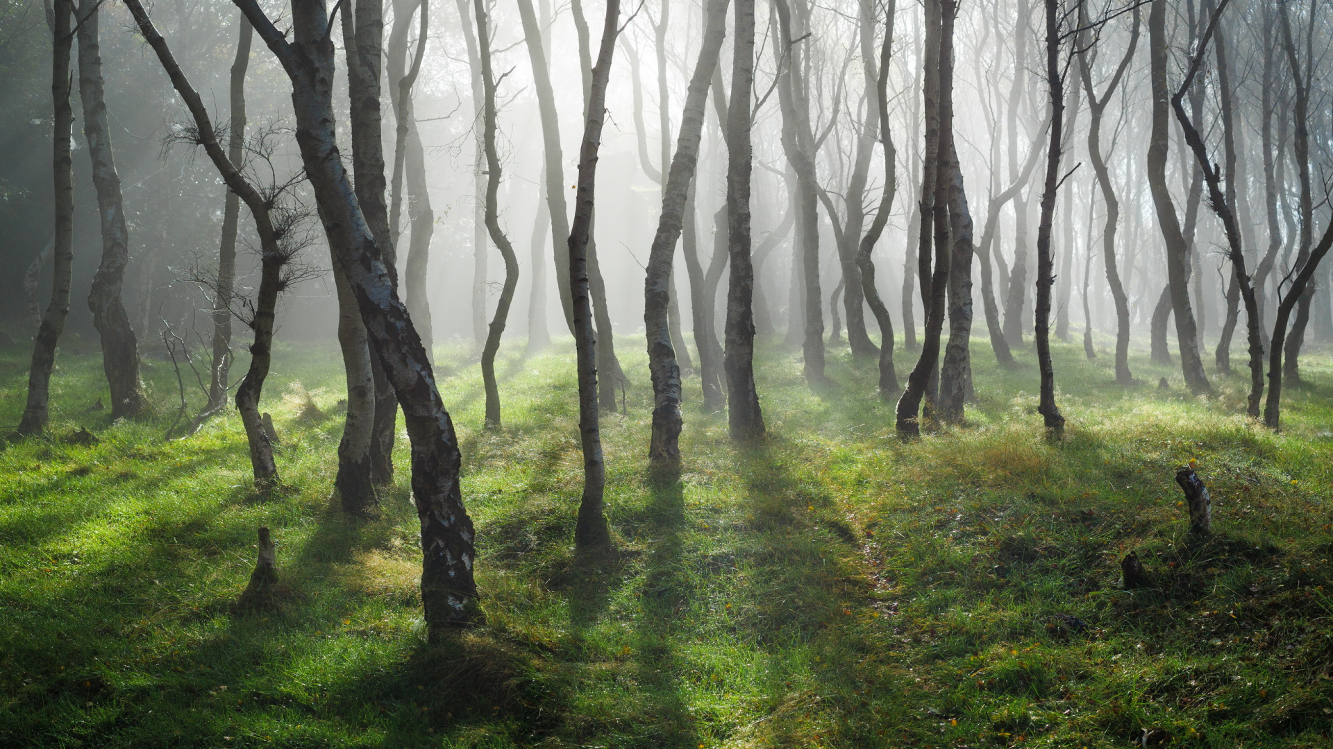 Hierba Verde y Árboles Durante el Día. Wallpaper in 1920x1080 Resolution