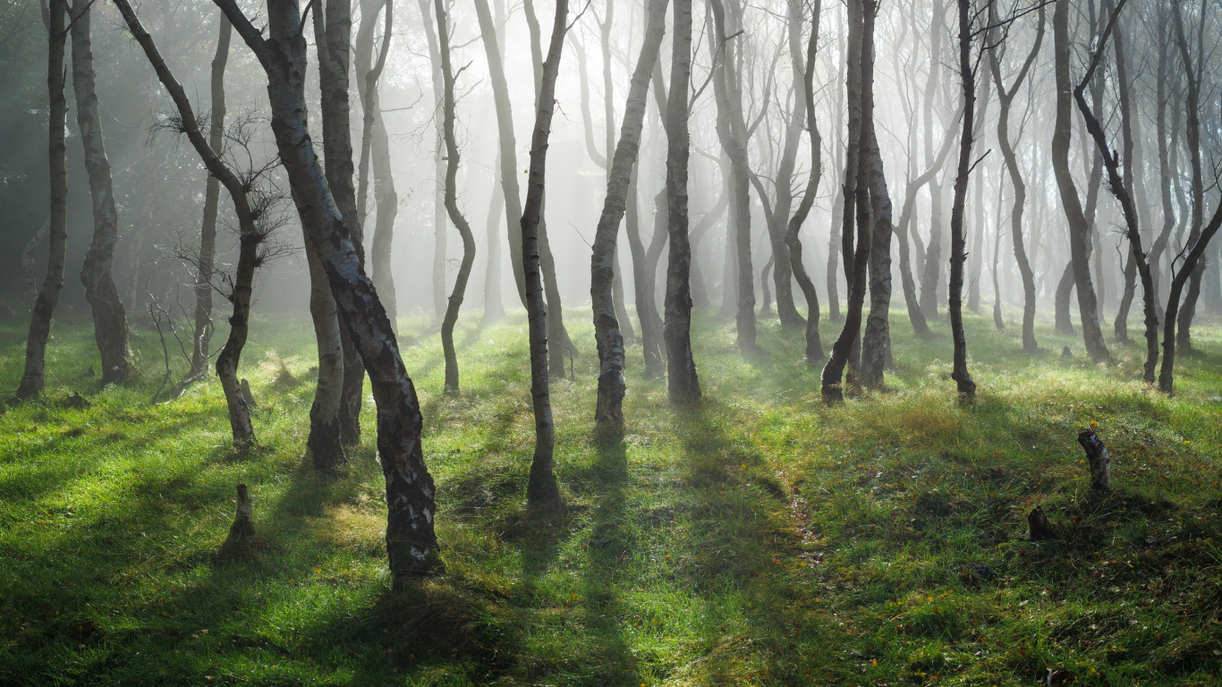 Green Grass and Trees During Daytime. Wallpaper in 1366x768 Resolution