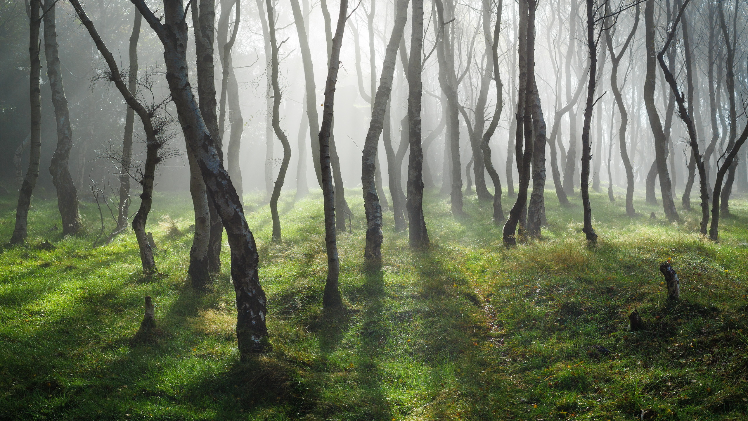 Green Grass and Trees During Daytime. Wallpaper in 2560x1440 Resolution