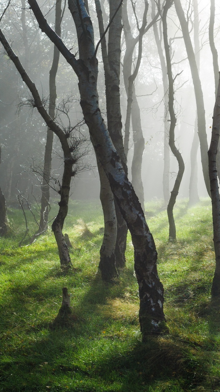 Green Grass and Trees During Daytime. Wallpaper in 720x1280 Resolution