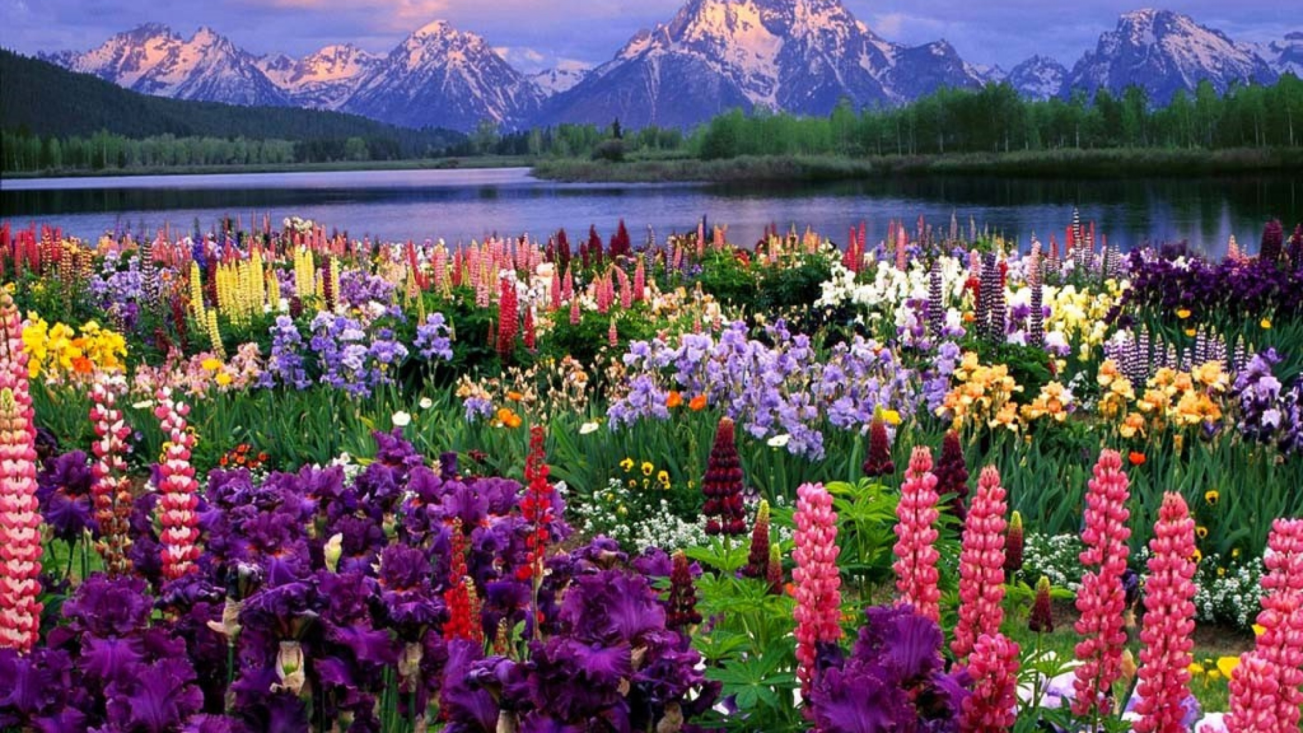 Purple and Yellow Flower Field Near Lake During Daytime. Wallpaper in 2560x1440 Resolution