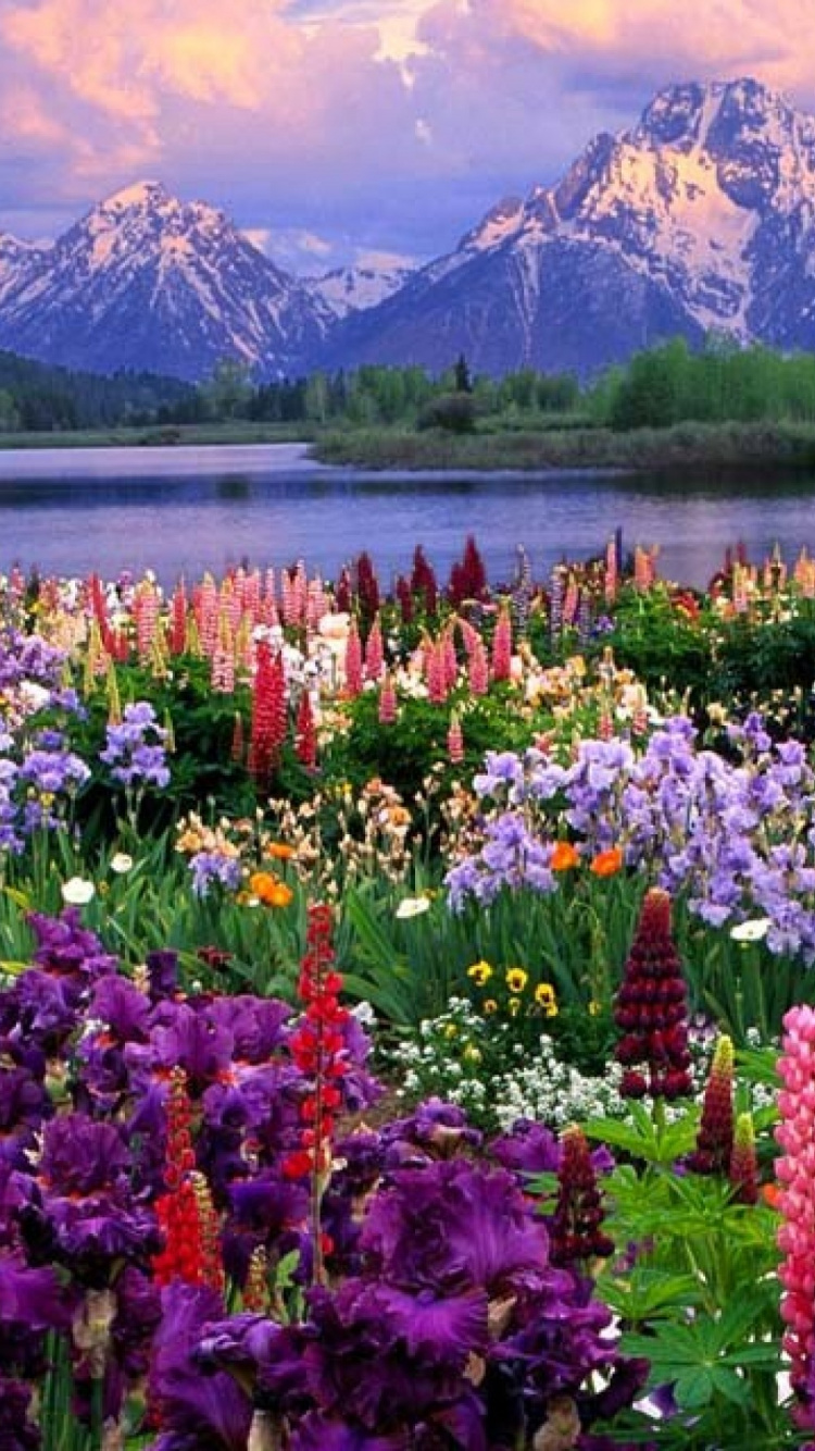 Purple and Yellow Flower Field Near Lake During Daytime. Wallpaper in 750x1334 Resolution