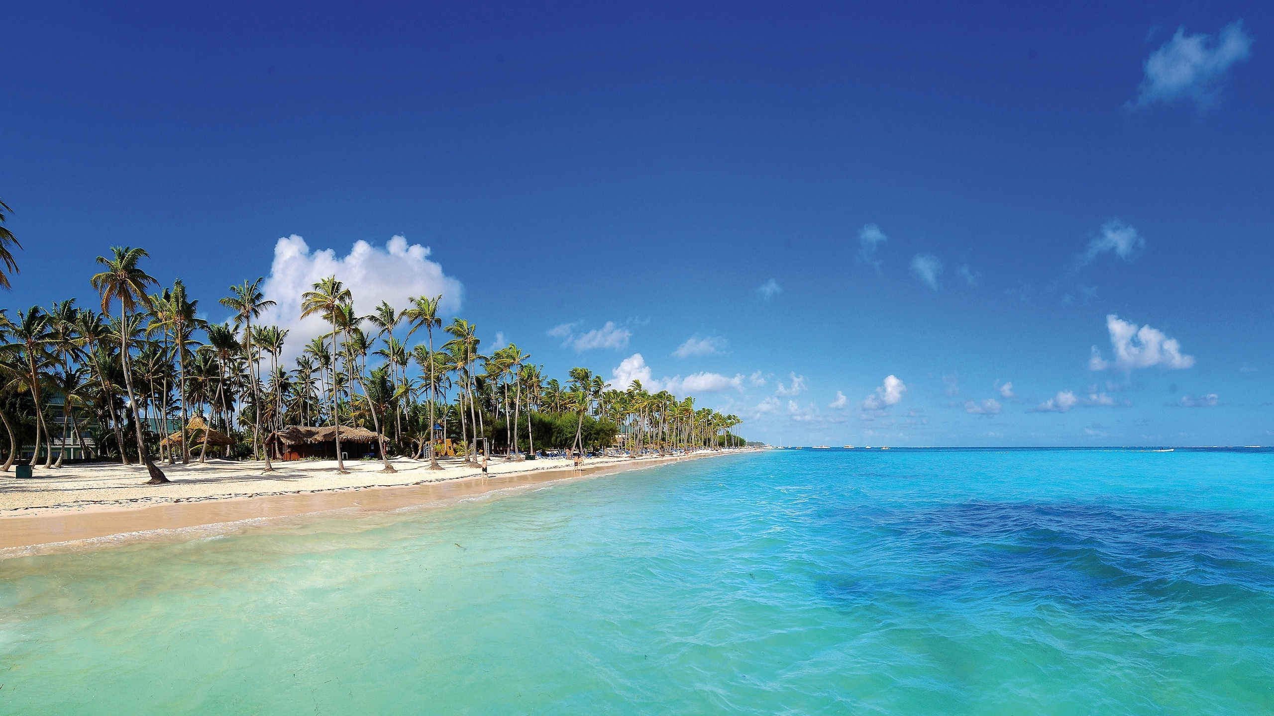 Green Palm Trees on Beach During Daytime. Wallpaper in 2560x1440 Resolution