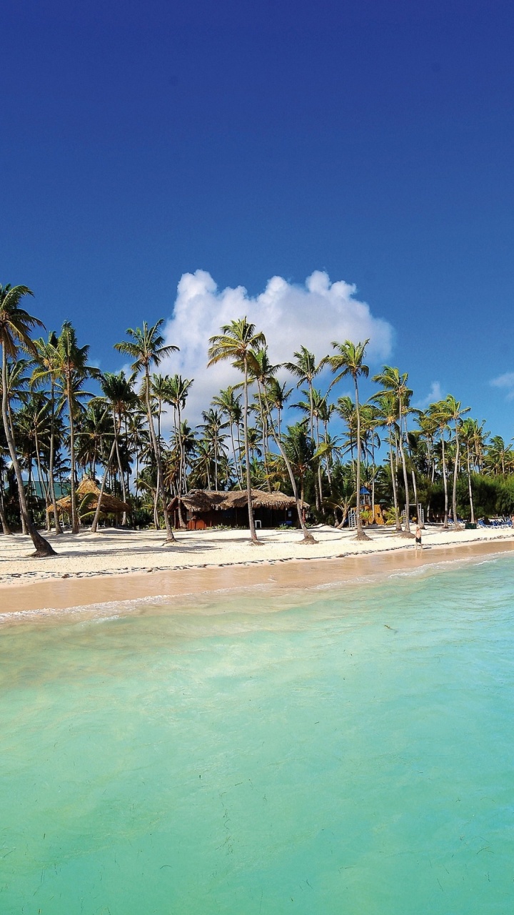 Green Palm Trees on Beach During Daytime. Wallpaper in 720x1280 Resolution