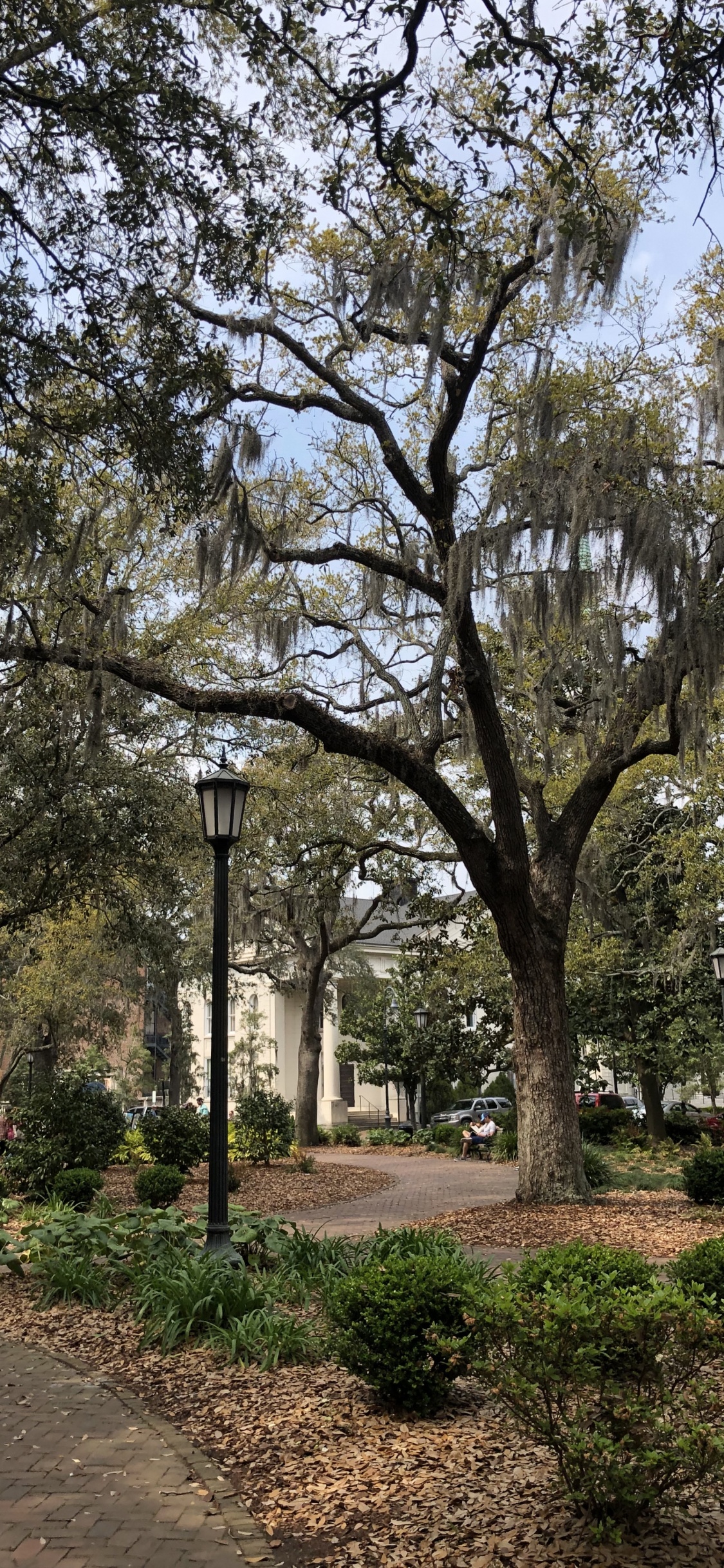 Sucursal, la Física, Ciencia, Planta Leñosa, la Botánica. Wallpaper in 1125x2436 Resolution