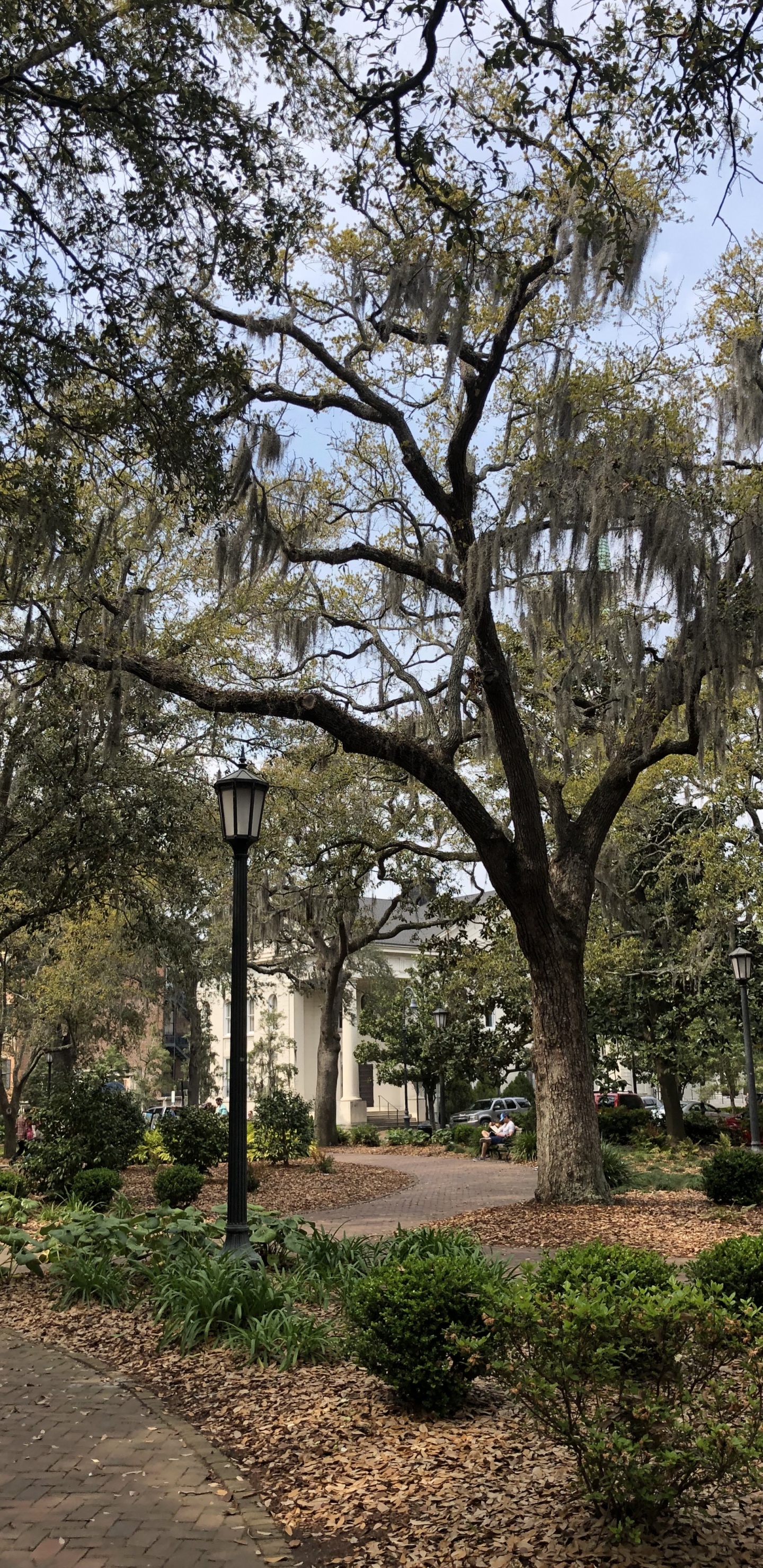 Sucursal, la Física, Ciencia, Planta Leñosa, la Botánica. Wallpaper in 1440x2960 Resolution