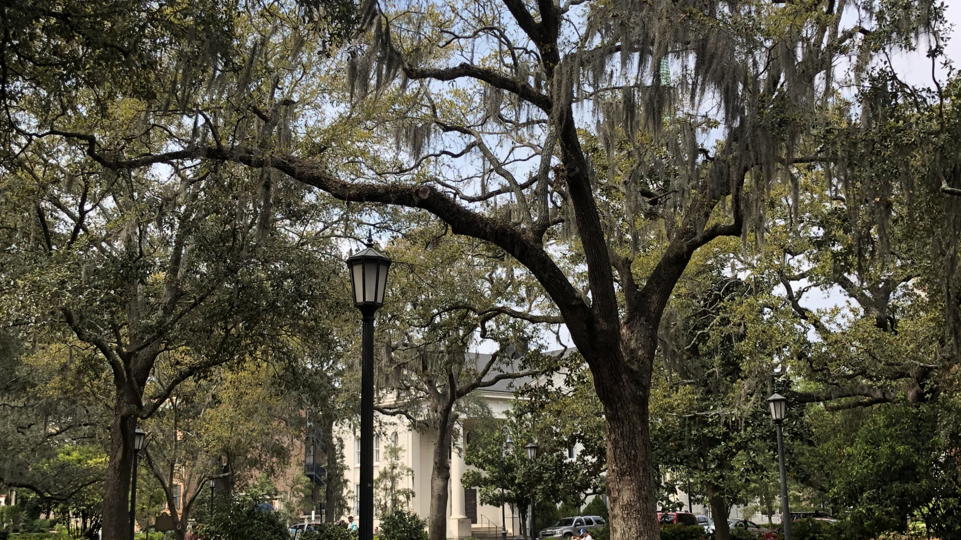 Sucursal, la Física, Ciencia, Planta Leñosa, la Botánica. Wallpaper in 1920x1080 Resolution