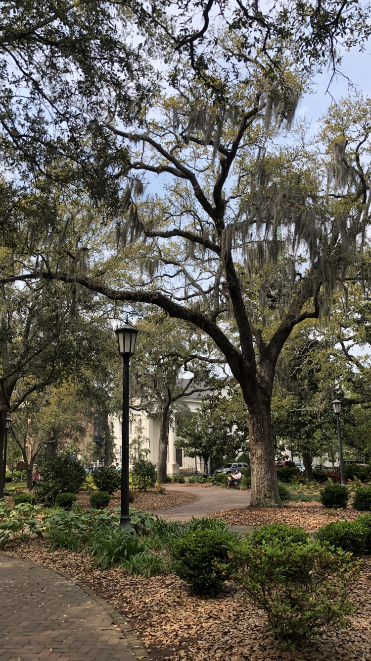 Sucursal, la Física, Ciencia, Planta Leñosa, la Botánica. Wallpaper in 750x1334 Resolution