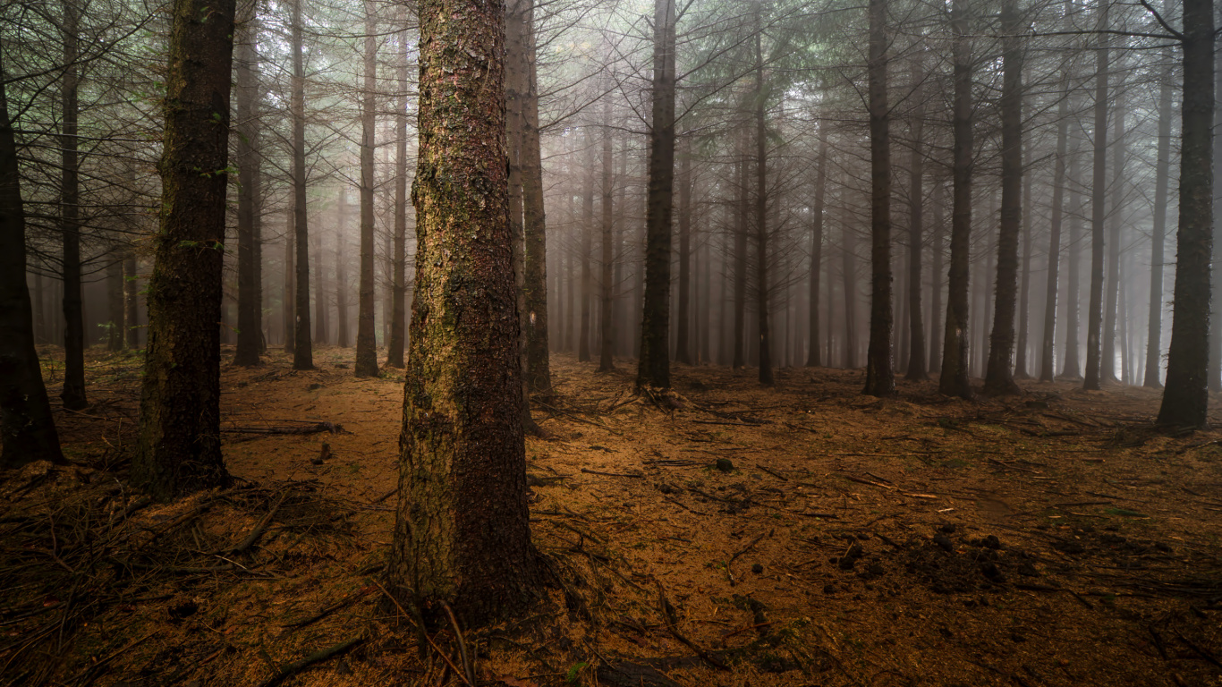 Brown Trees on Brown Field During Daytime. Wallpaper in 1366x768 Resolution