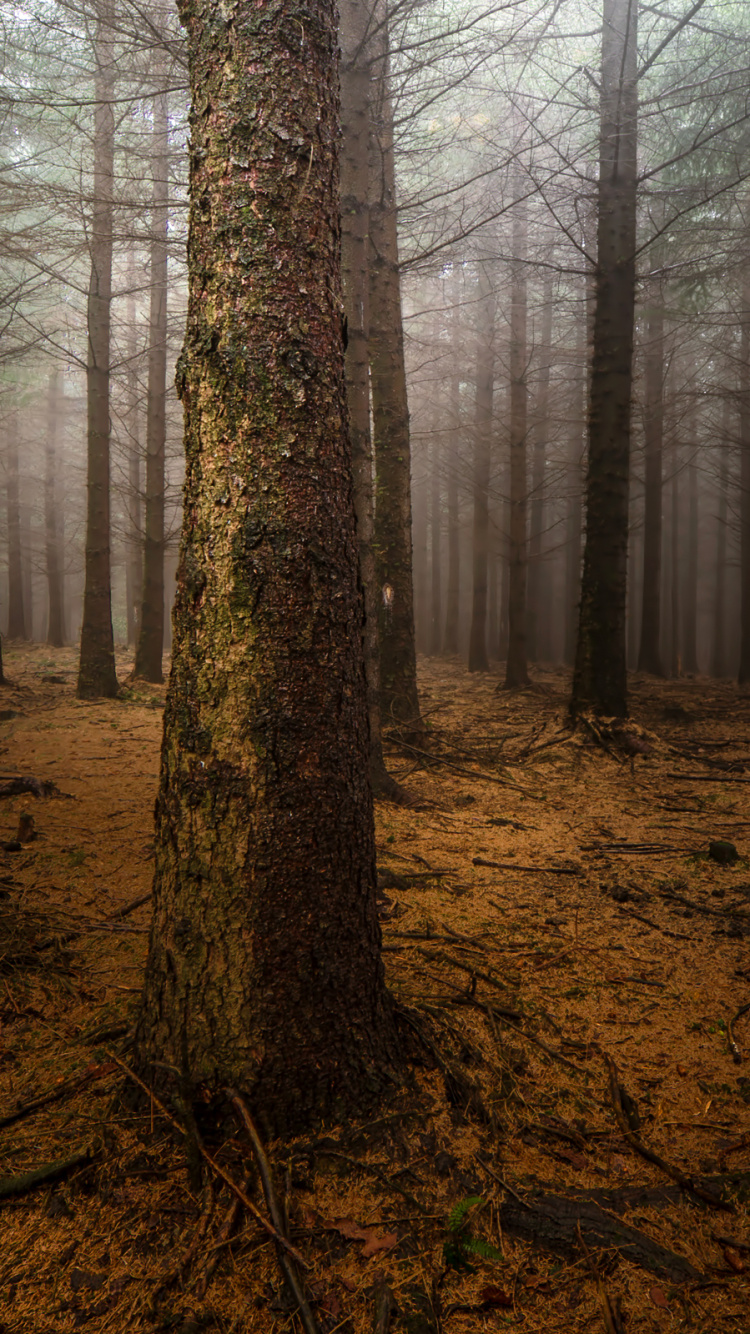 Arbres Bruns Sur Champ Brun Pendant la Journée. Wallpaper in 750x1334 Resolution