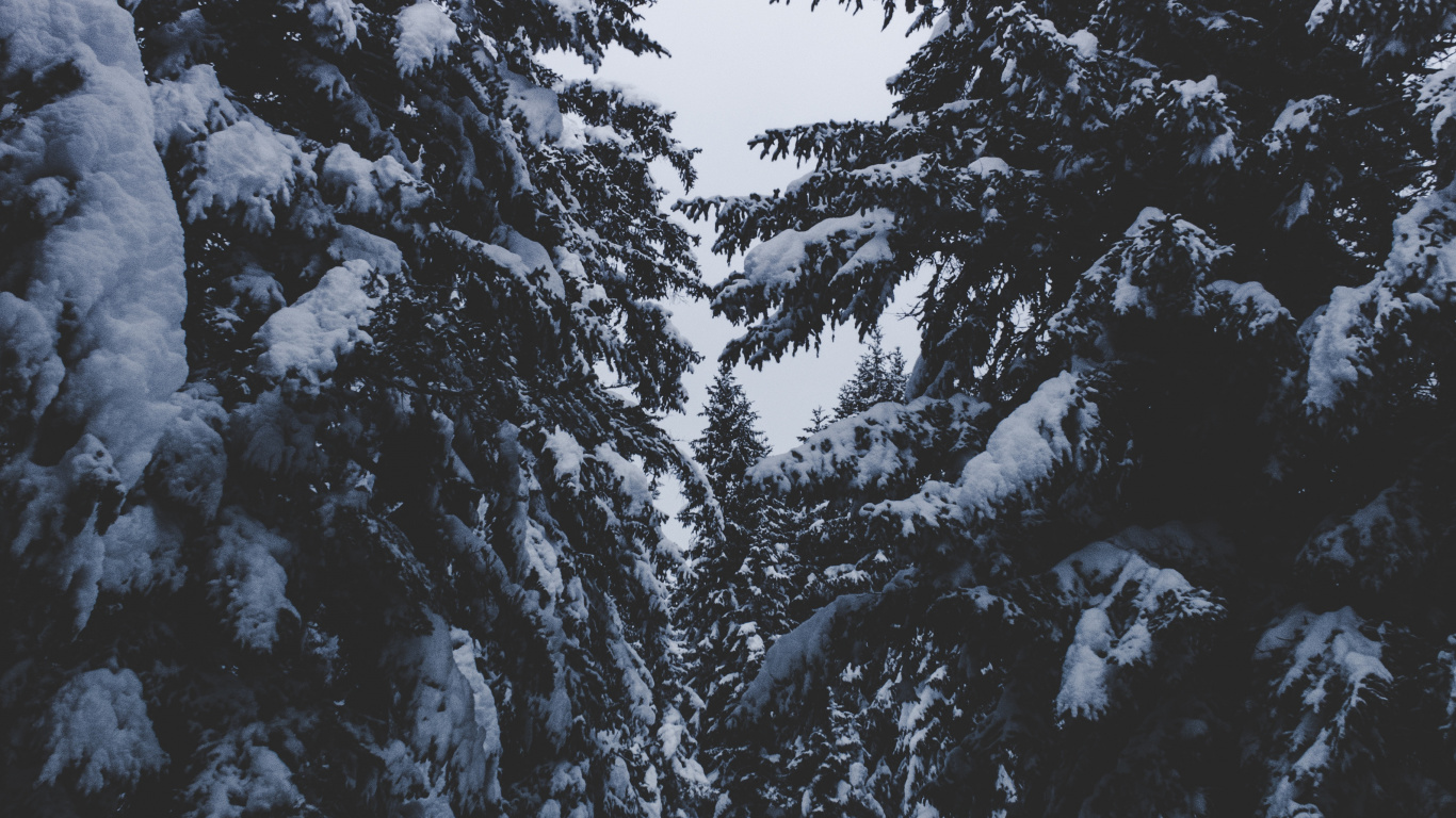 Schnee, Winter, Baum, Einfrieren, Woody Pflanze. Wallpaper in 1366x768 Resolution