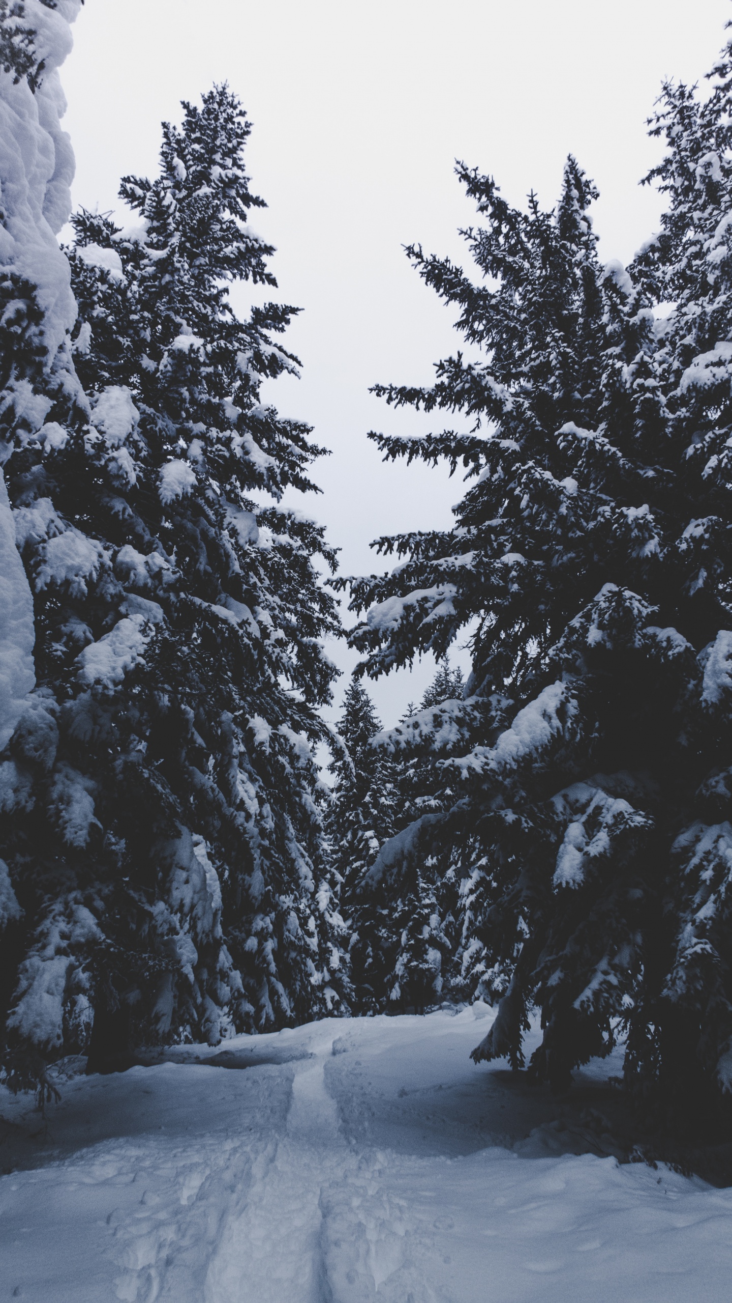 Schnee, Winter, Baum, Einfrieren, Woody Pflanze. Wallpaper in 1440x2560 Resolution