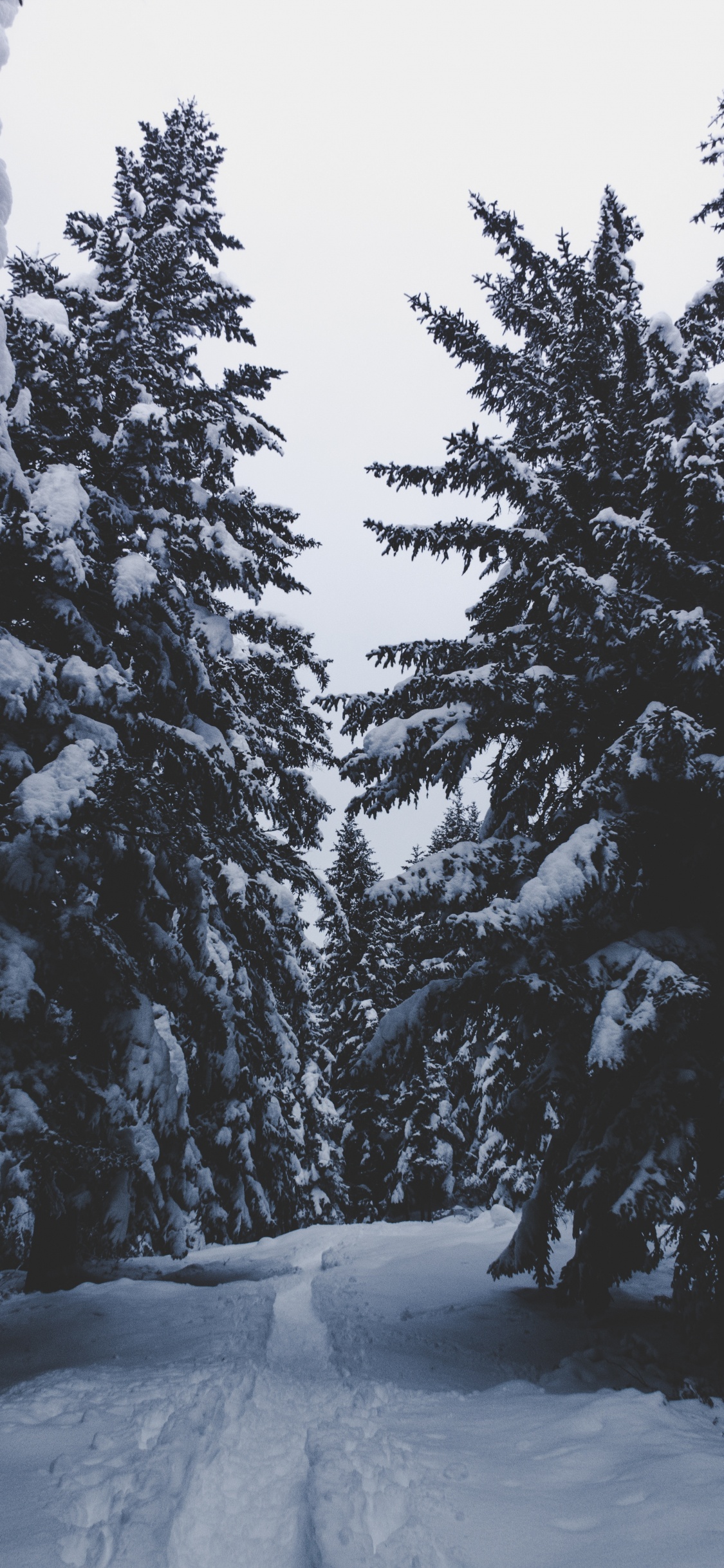 冬天, 冻结, 木本植物, Fir, 森林 壁纸 1125x2436 允许