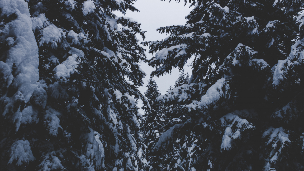 冬天, 冻结, 木本植物, Fir, 森林 壁纸 1280x720 允许