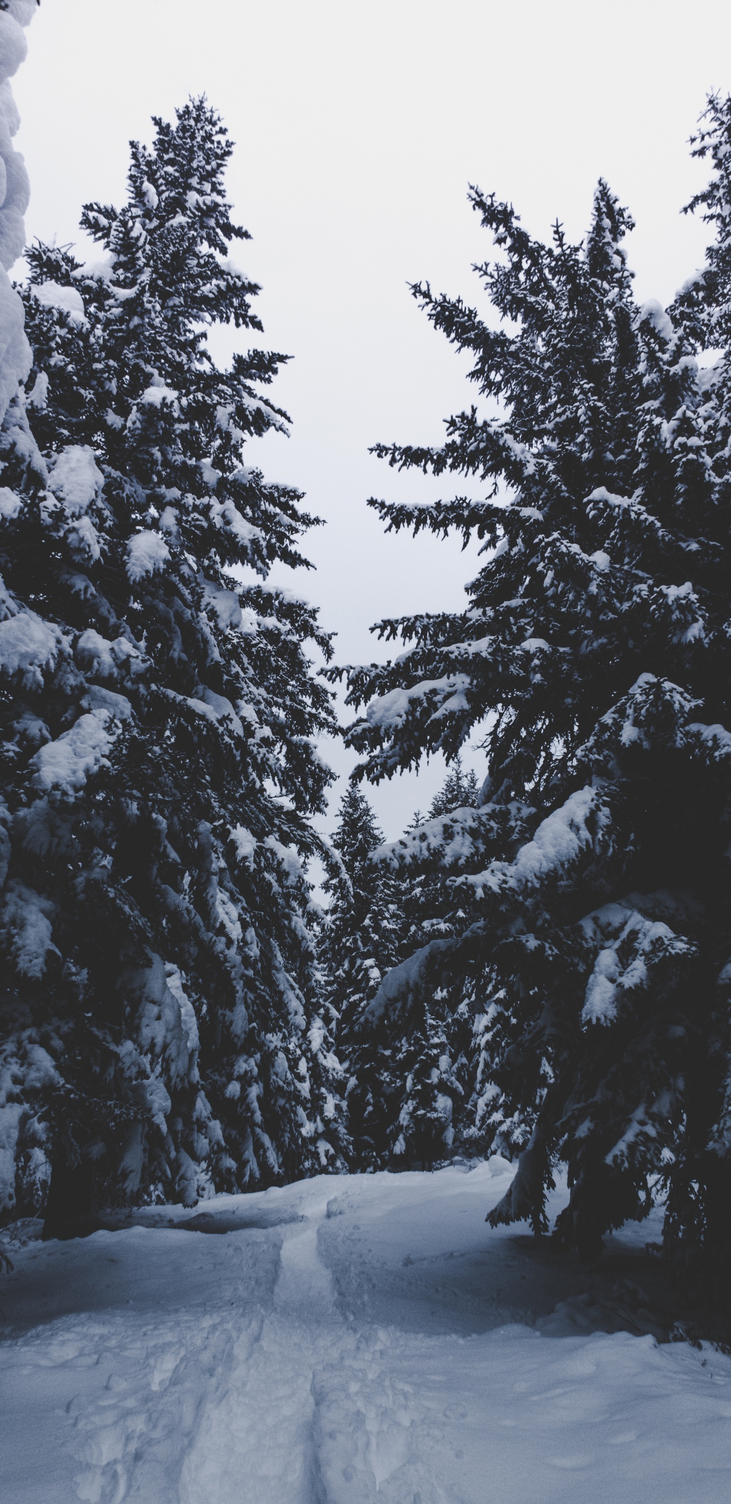 冬天, 冻结, 木本植物, Fir, 森林 壁纸 1440x2960 允许
