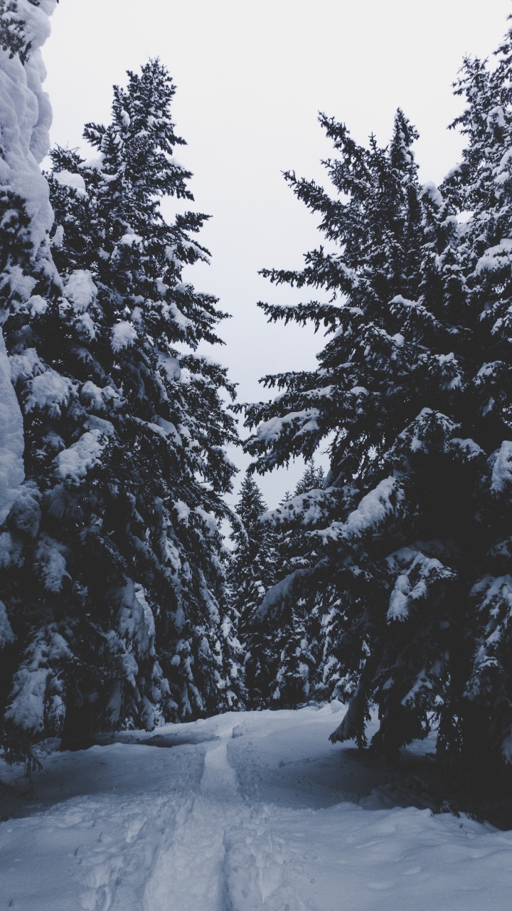 冬天, 冻结, 木本植物, Fir, 森林 壁纸 720x1280 允许