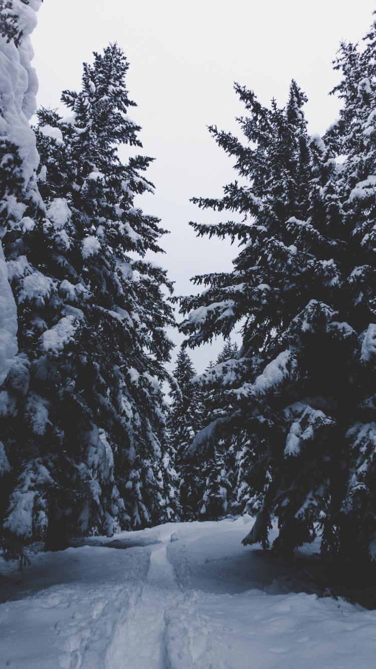 冬天, 冻结, 木本植物, Fir, 森林 壁纸 750x1334 允许