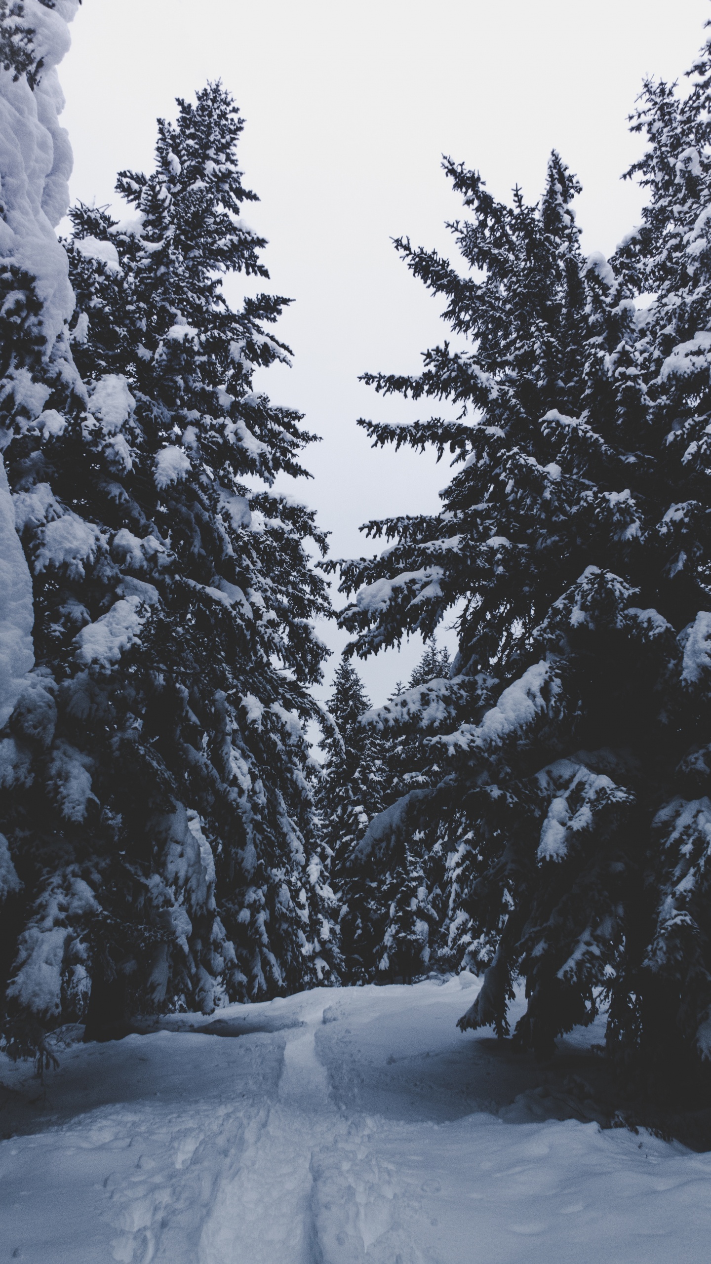 Neige, Hiver, Congélation, Plantes Ligneuses, Sapin. Wallpaper in 1440x2560 Resolution