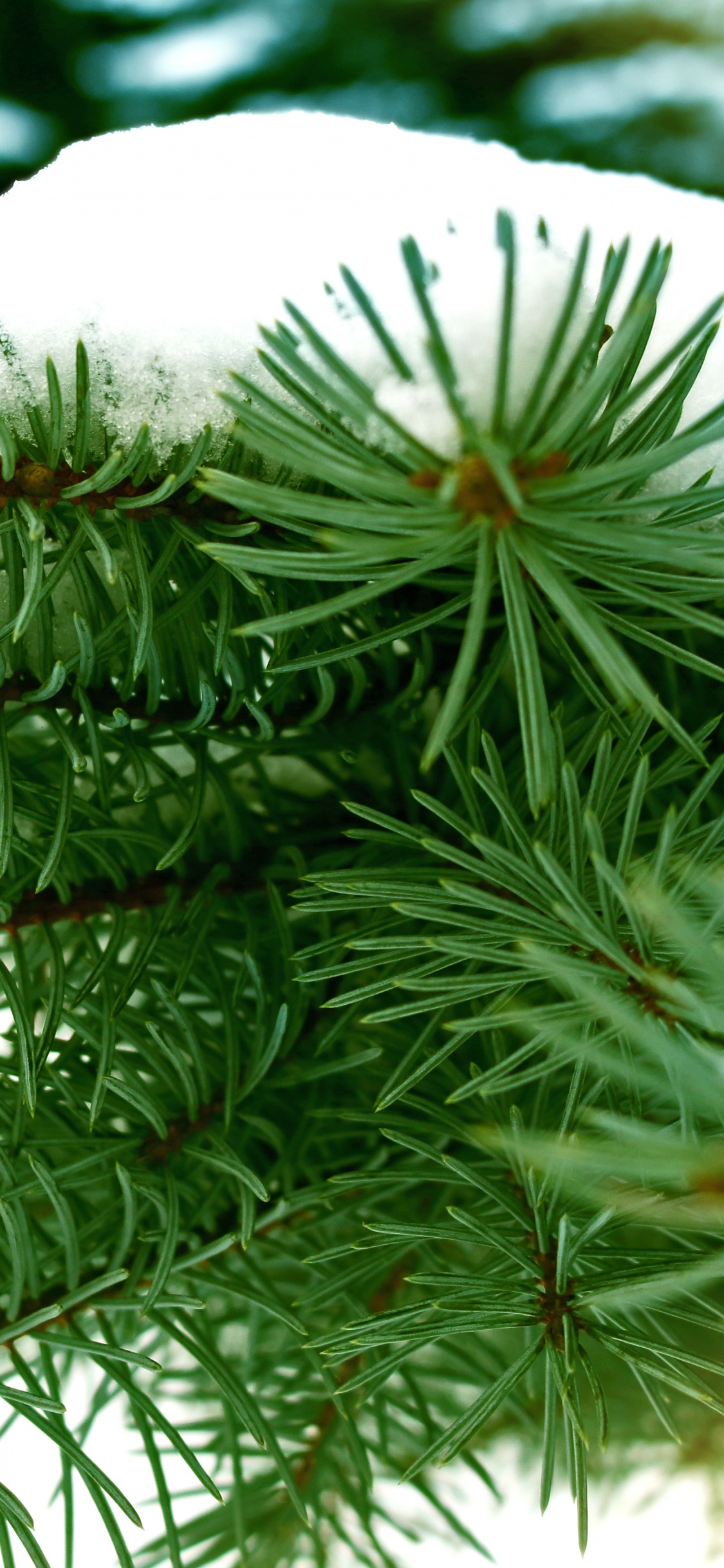 Green Pine Tree Covered With Snow. Wallpaper in 1125x2436 Resolution