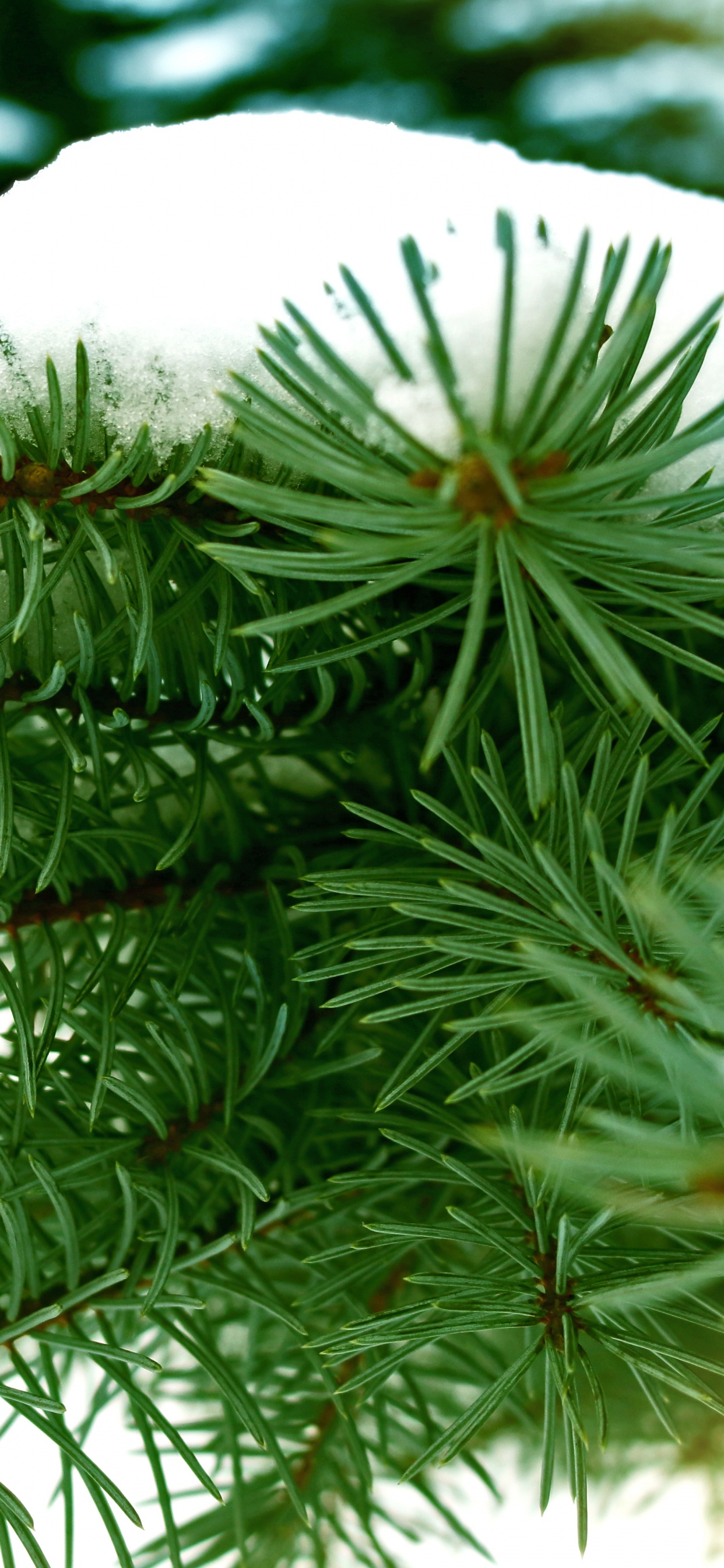 Green Pine Tree Covered With Snow. Wallpaper in 1242x2688 Resolution