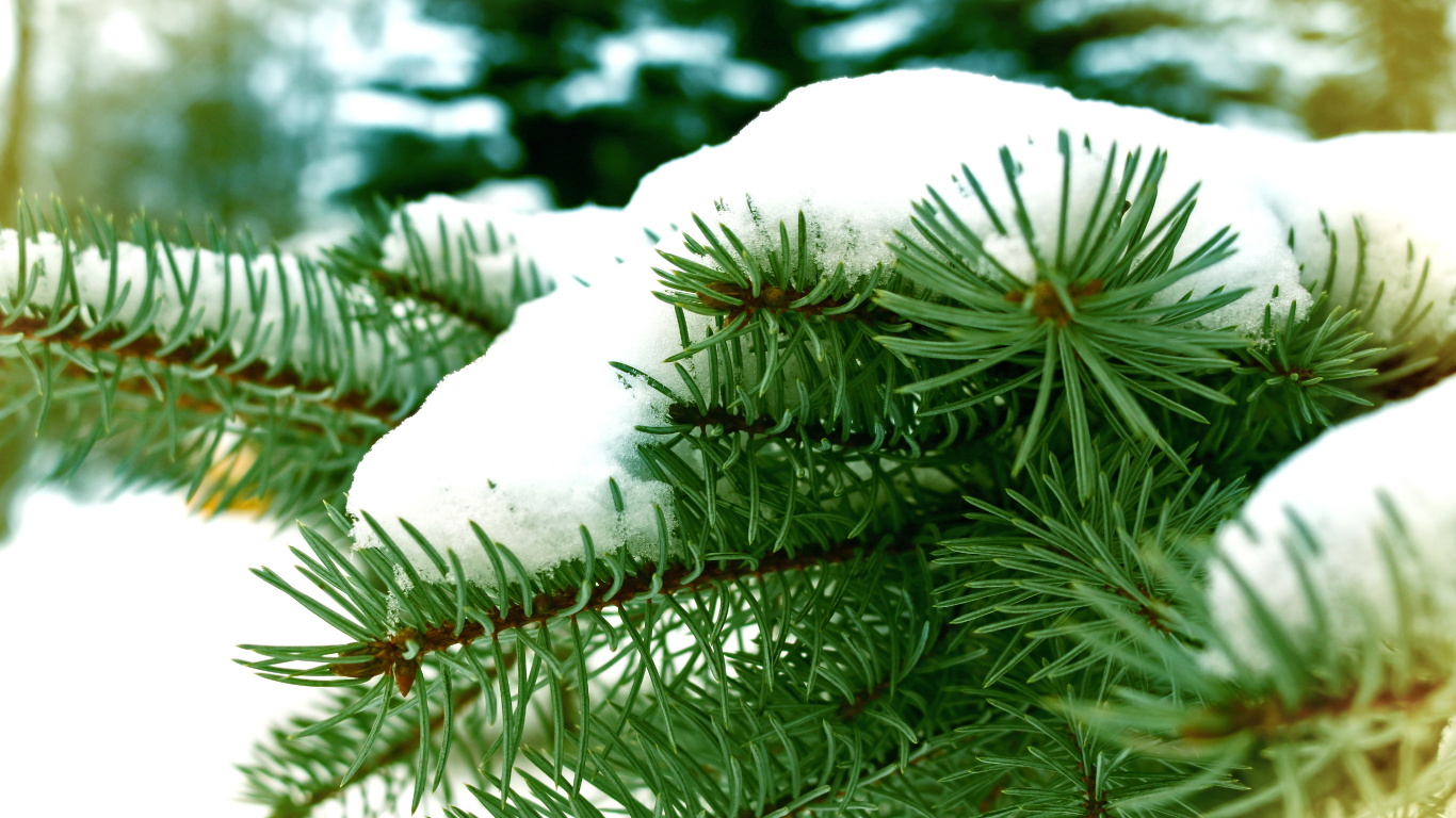 Green Pine Tree Covered With Snow. Wallpaper in 1366x768 Resolution