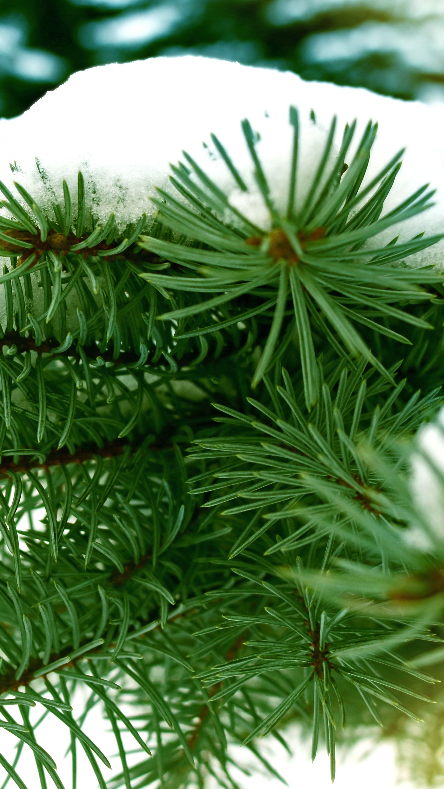 Green Pine Tree Covered With Snow. Wallpaper in 1440x2560 Resolution