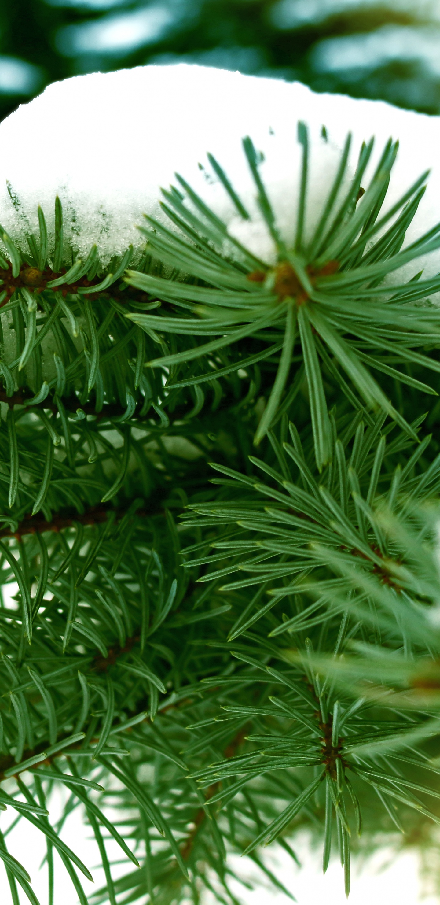 Green Pine Tree Covered With Snow. Wallpaper in 1440x2960 Resolution