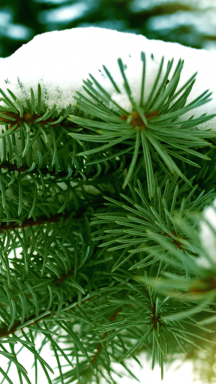 Green Pine Tree Covered With Snow. Wallpaper in 750x1334 Resolution