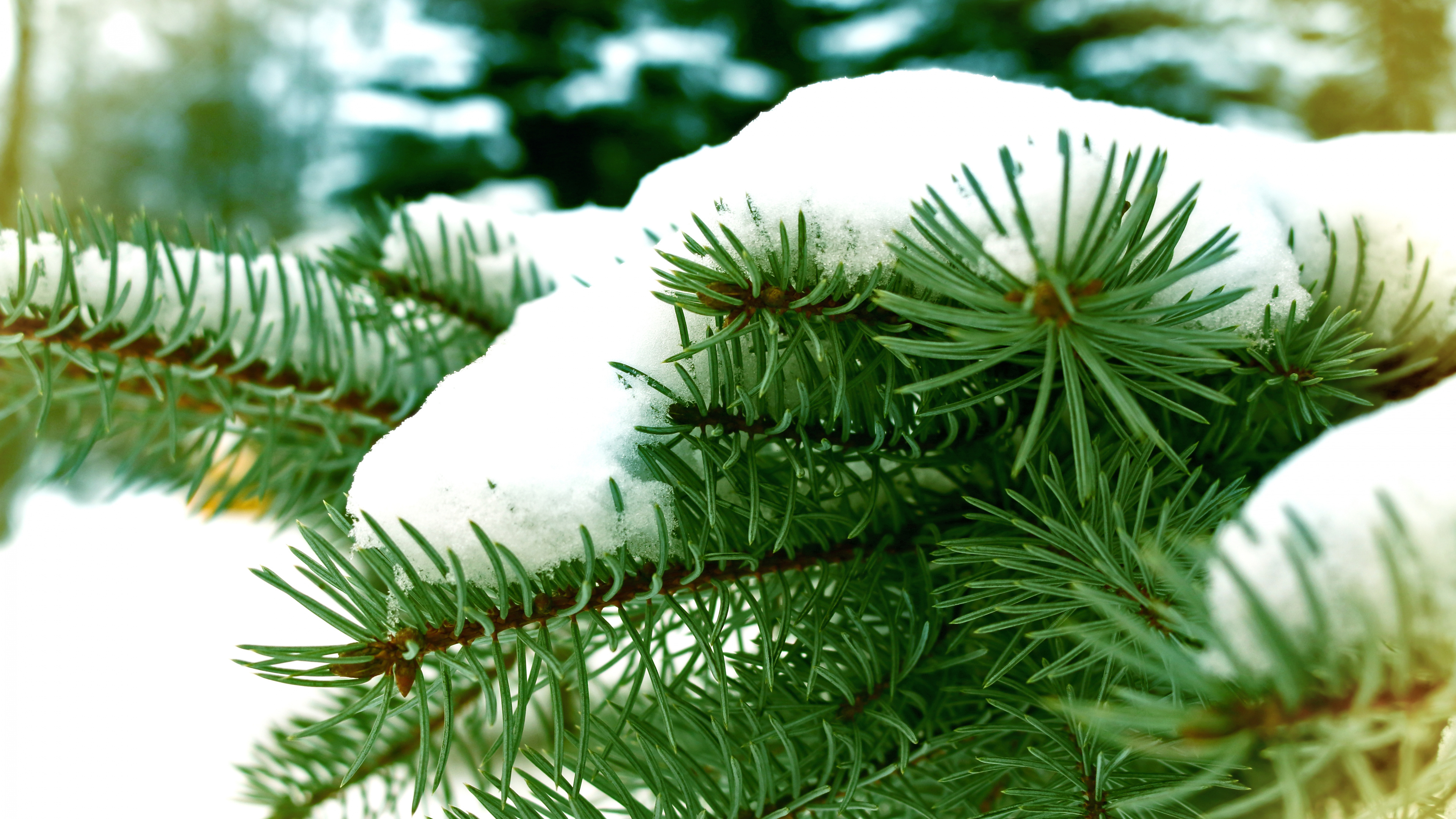 Grüne Kiefer Mit Schnee Bedeckt. Wallpaper in 3840x2160 Resolution