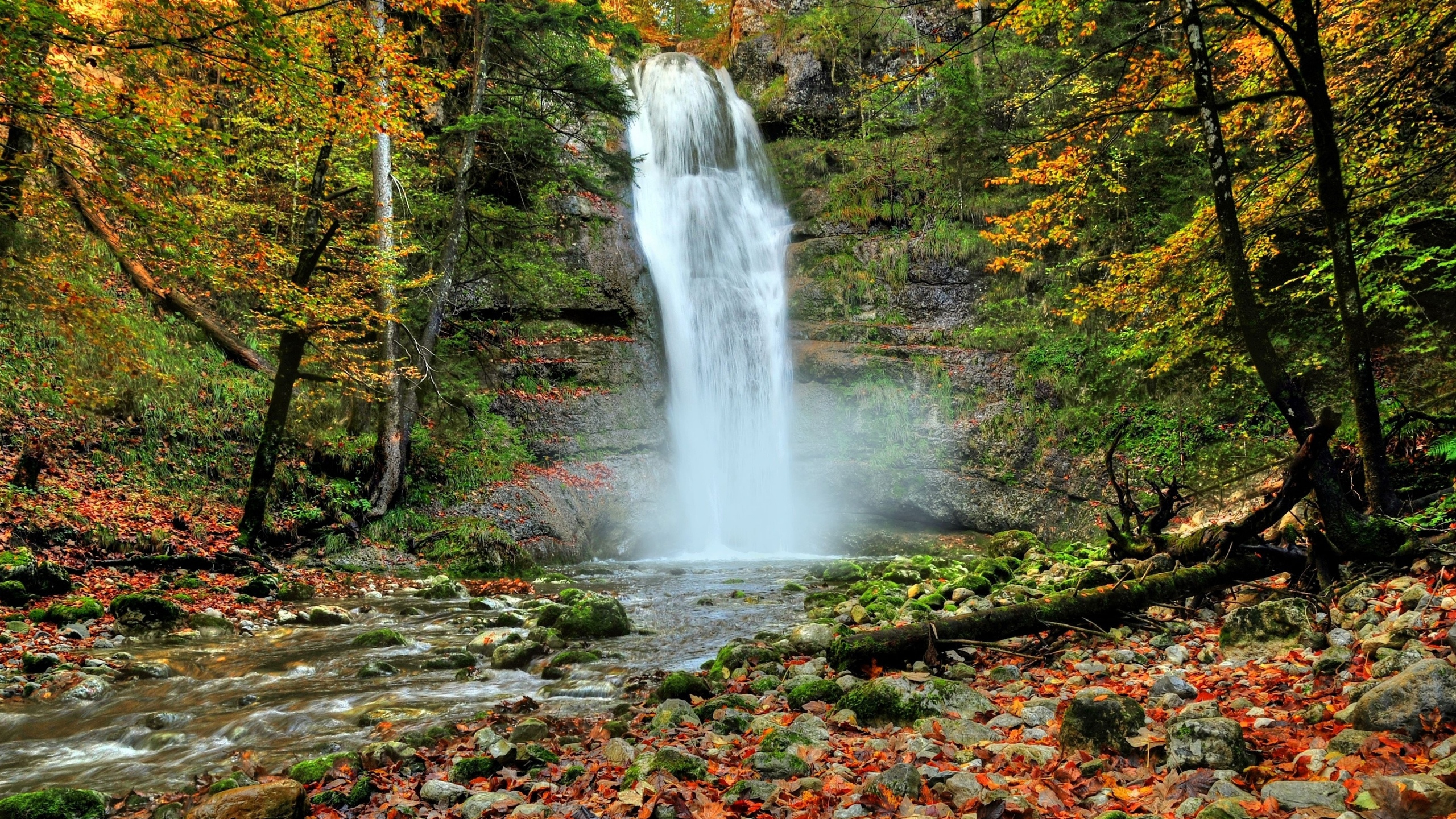 el Agua Cae en el Bosque Durante el Día. Wallpaper in 2560x1440 Resolution