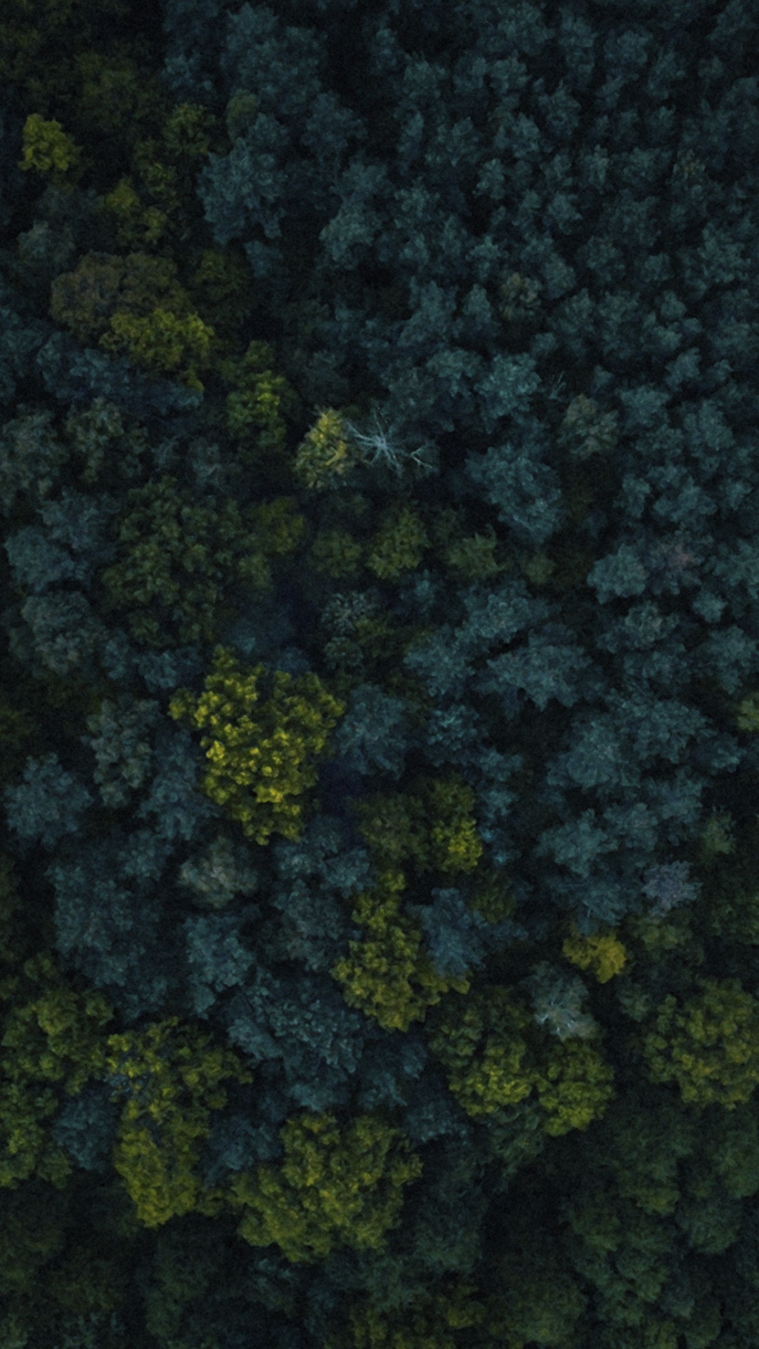 Vegetation, Biome, Bodendecker, Gras, Blatt-Gemüse. Wallpaper in 1080x1920 Resolution