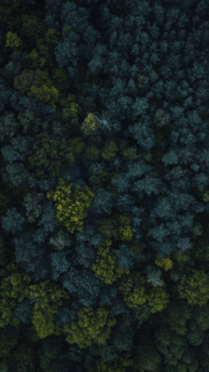 Vegetation, Biome, Bodendecker, Gras, Blatt-Gemüse. Wallpaper in 720x1280 Resolution