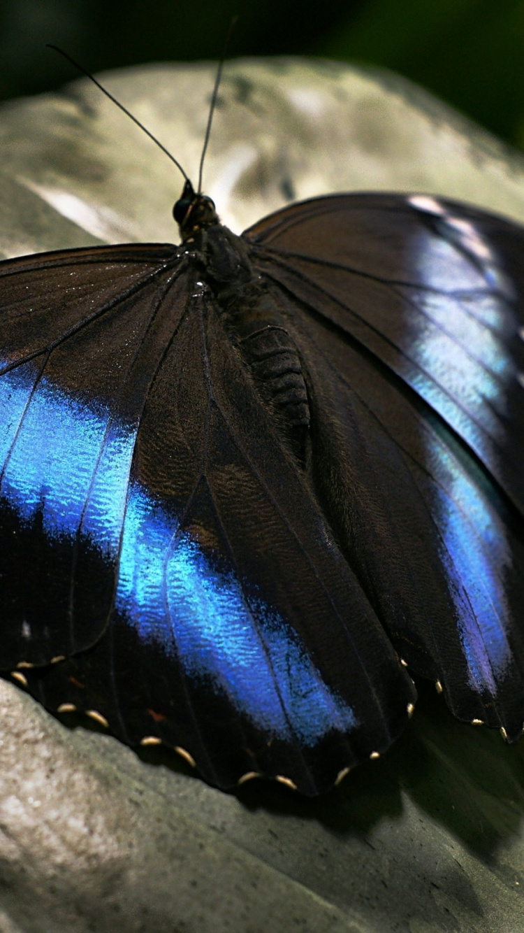 Black and Blue Butterfly on Gray Stone. Wallpaper in 750x1334 Resolution